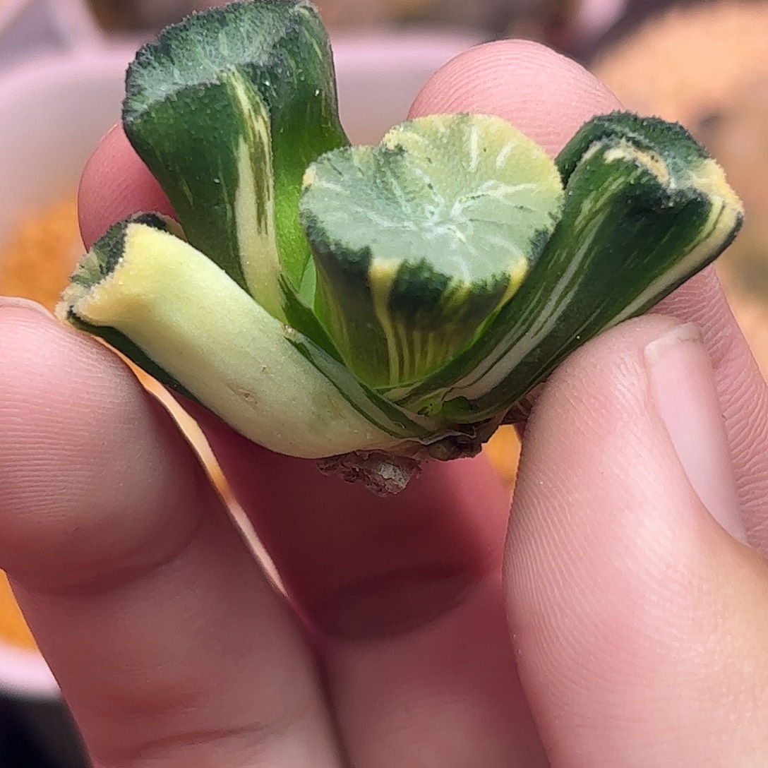 824花玲锦十二卷多肉