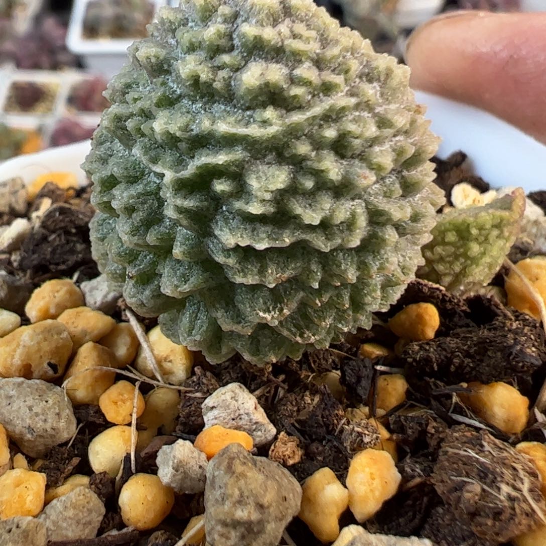 实生新品多肉植物水泡372号