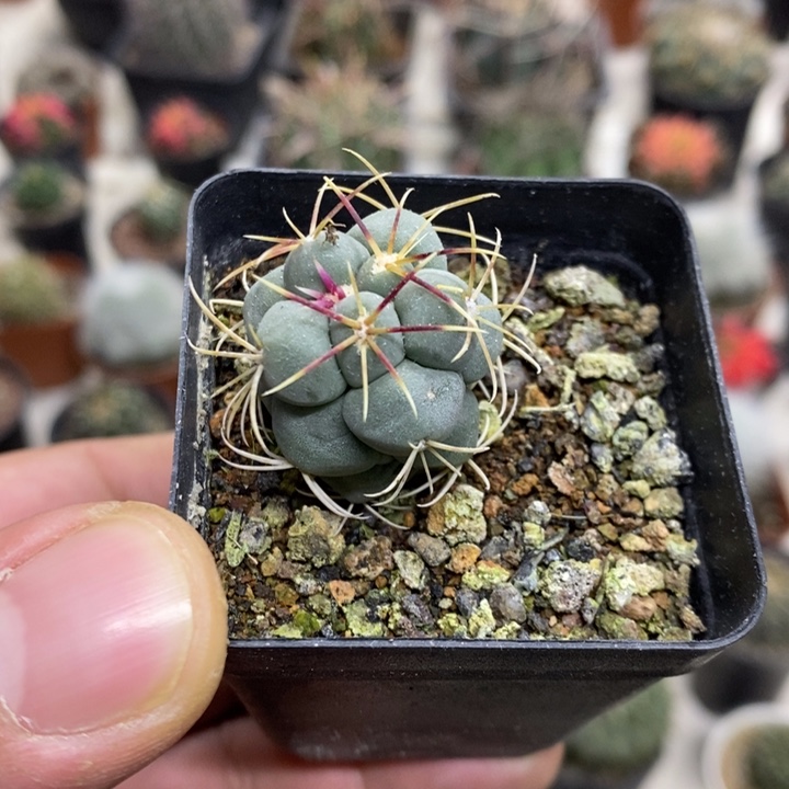 实生菲冠龙特价福利
