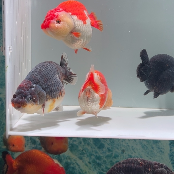 海水鱼四条包邮11121