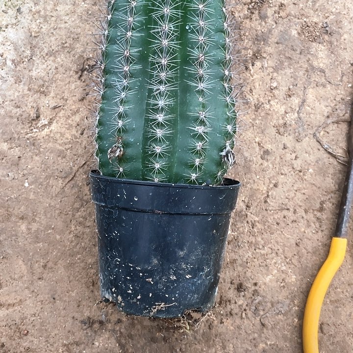 ?****?实生彩草1颗