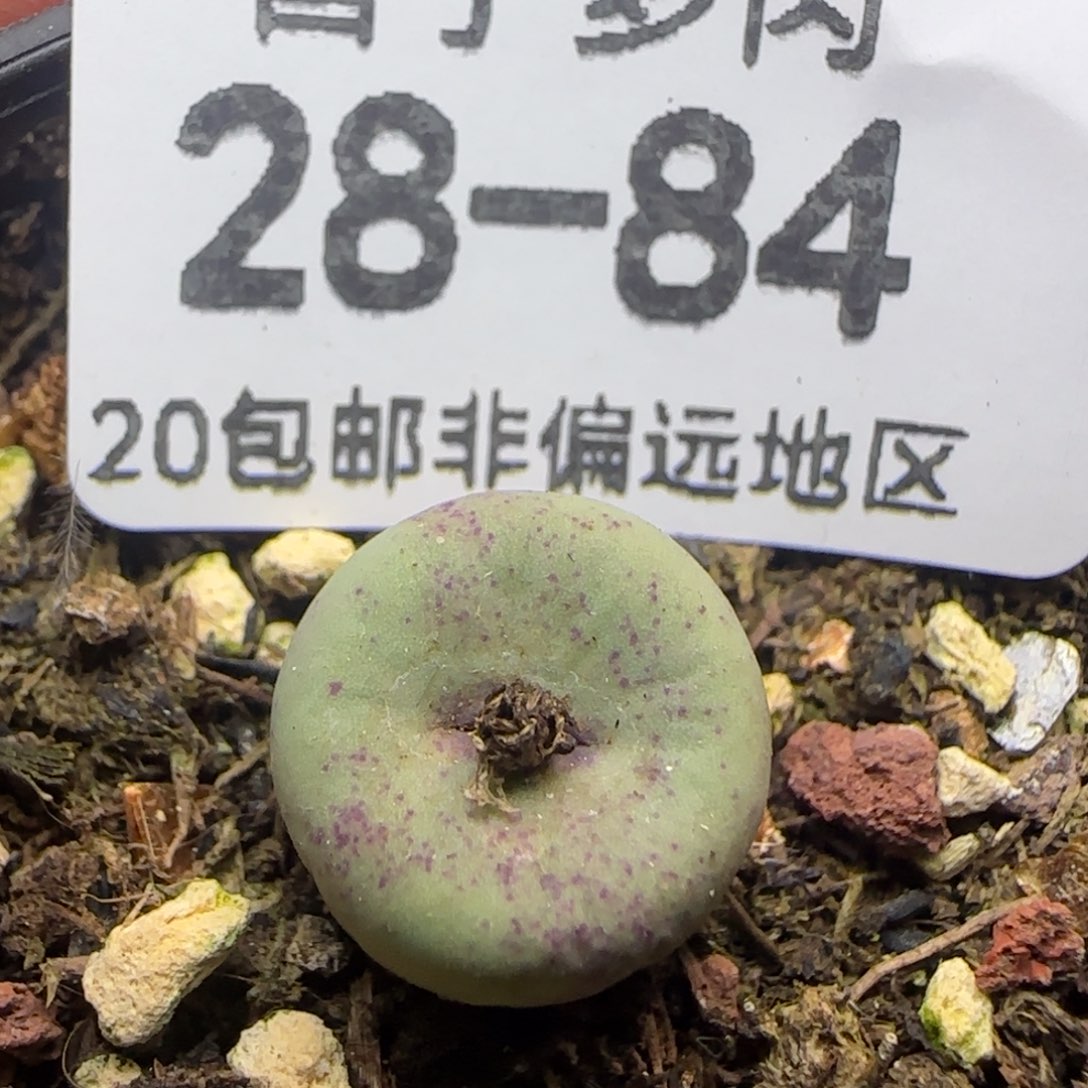 贝特芬带盆土发货。   