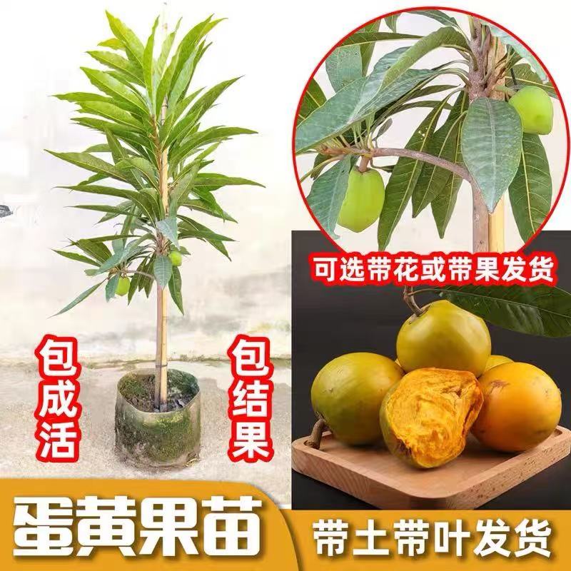 四季仙桃鸡蛋果树苗庭院种植盆栽地栽带花带果
