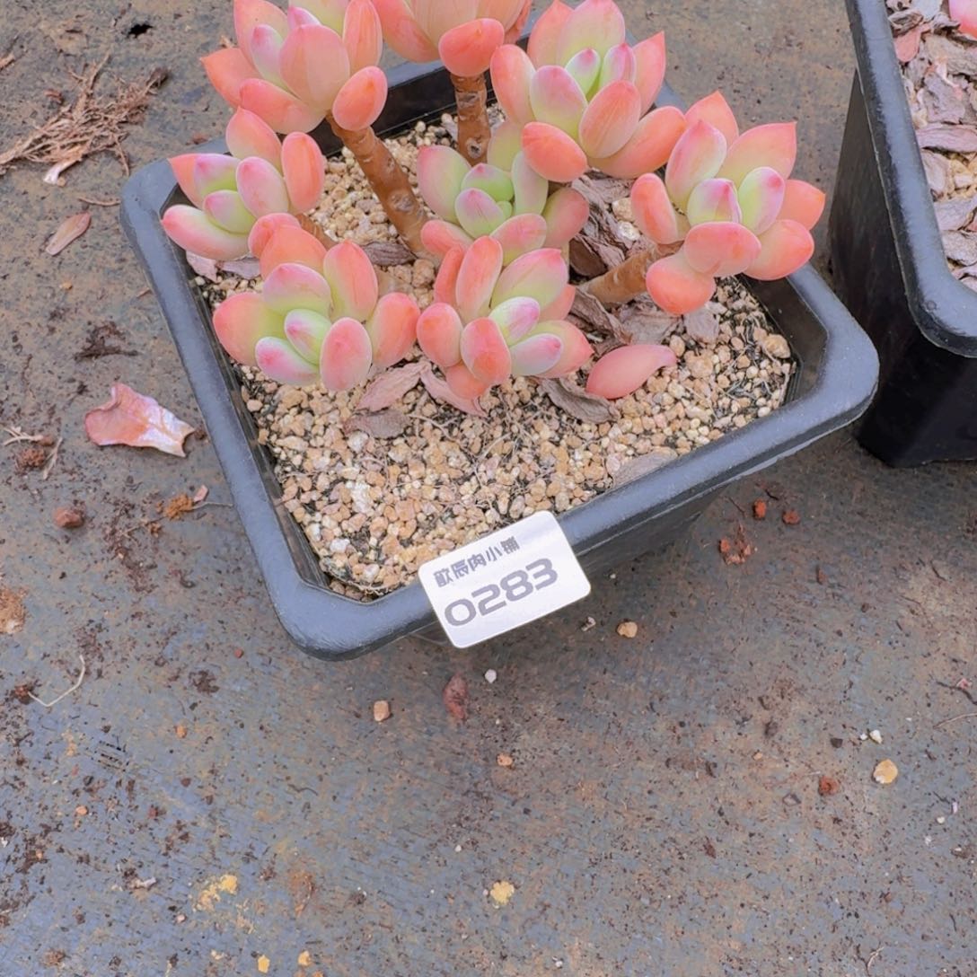 淡***风多肉植物美人0283