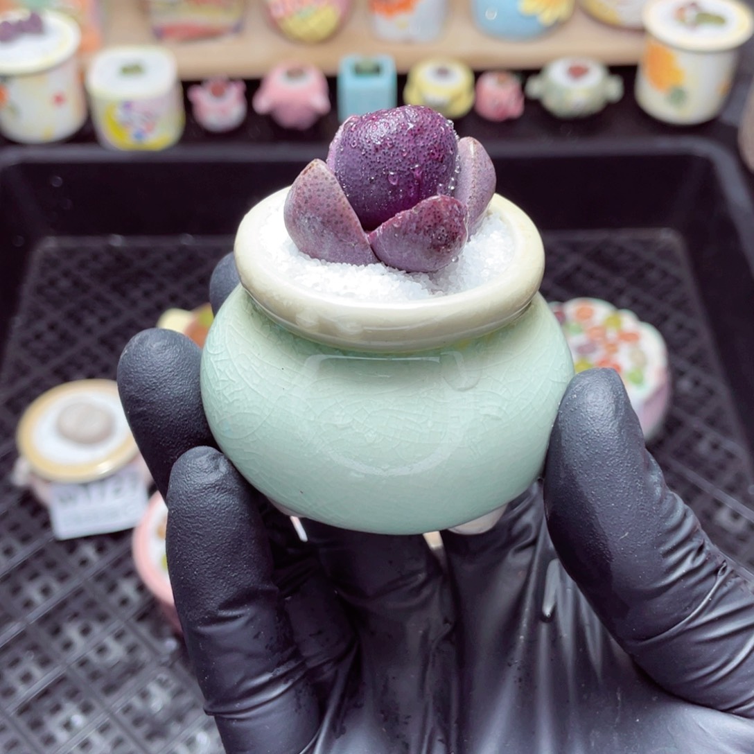 w1729--带盆土发货，零下地区拍保温箱