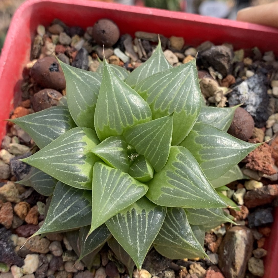 植播园艺优选葫芦寿