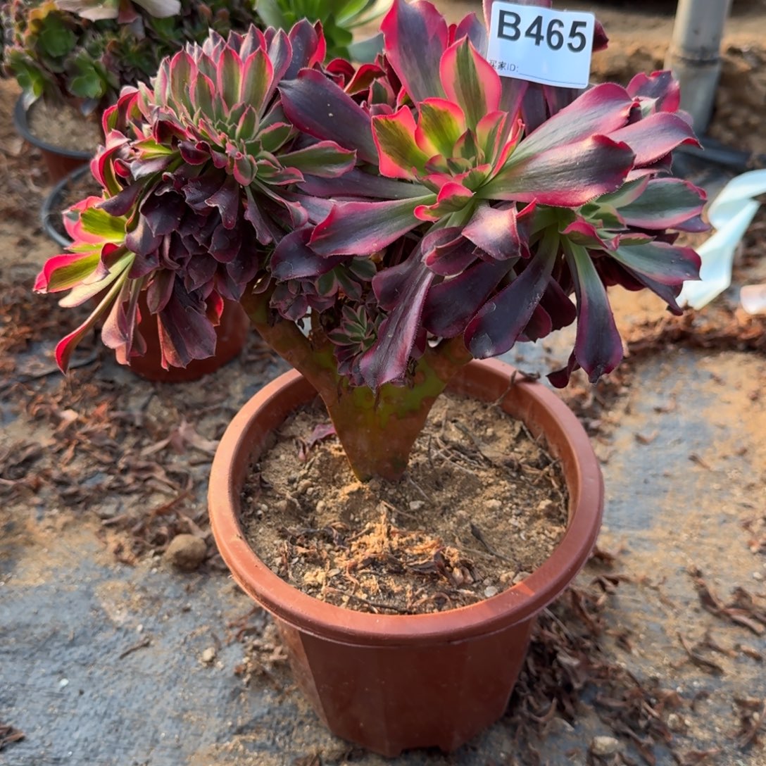 465美杜莎一颗呀呀呀