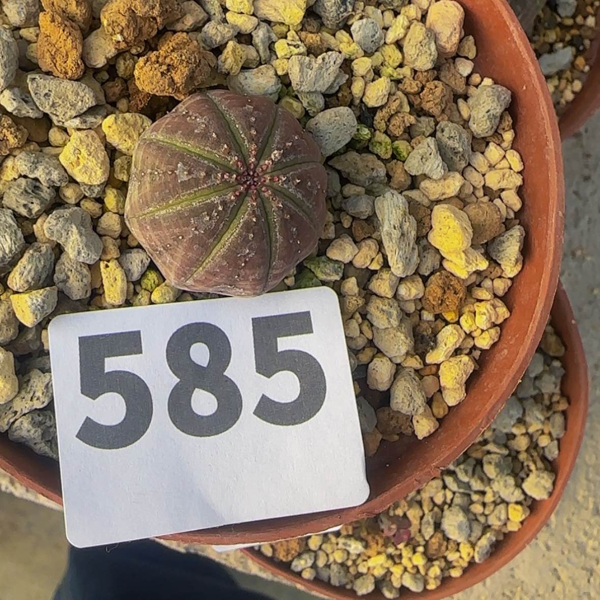 【闪购商品】亨*块根植物