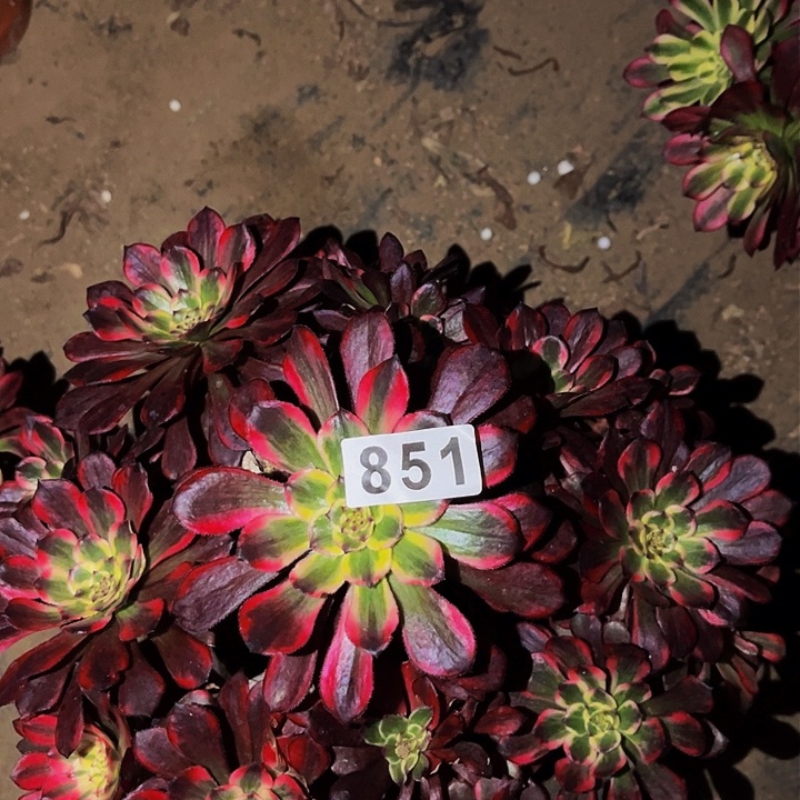 851烟花多肉植物处理不售后