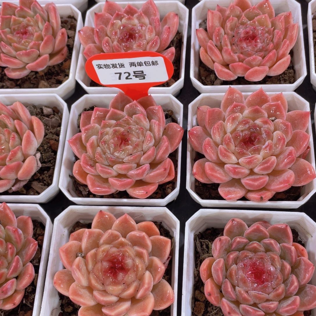 72号 全状态珍妮冰魄单头一个