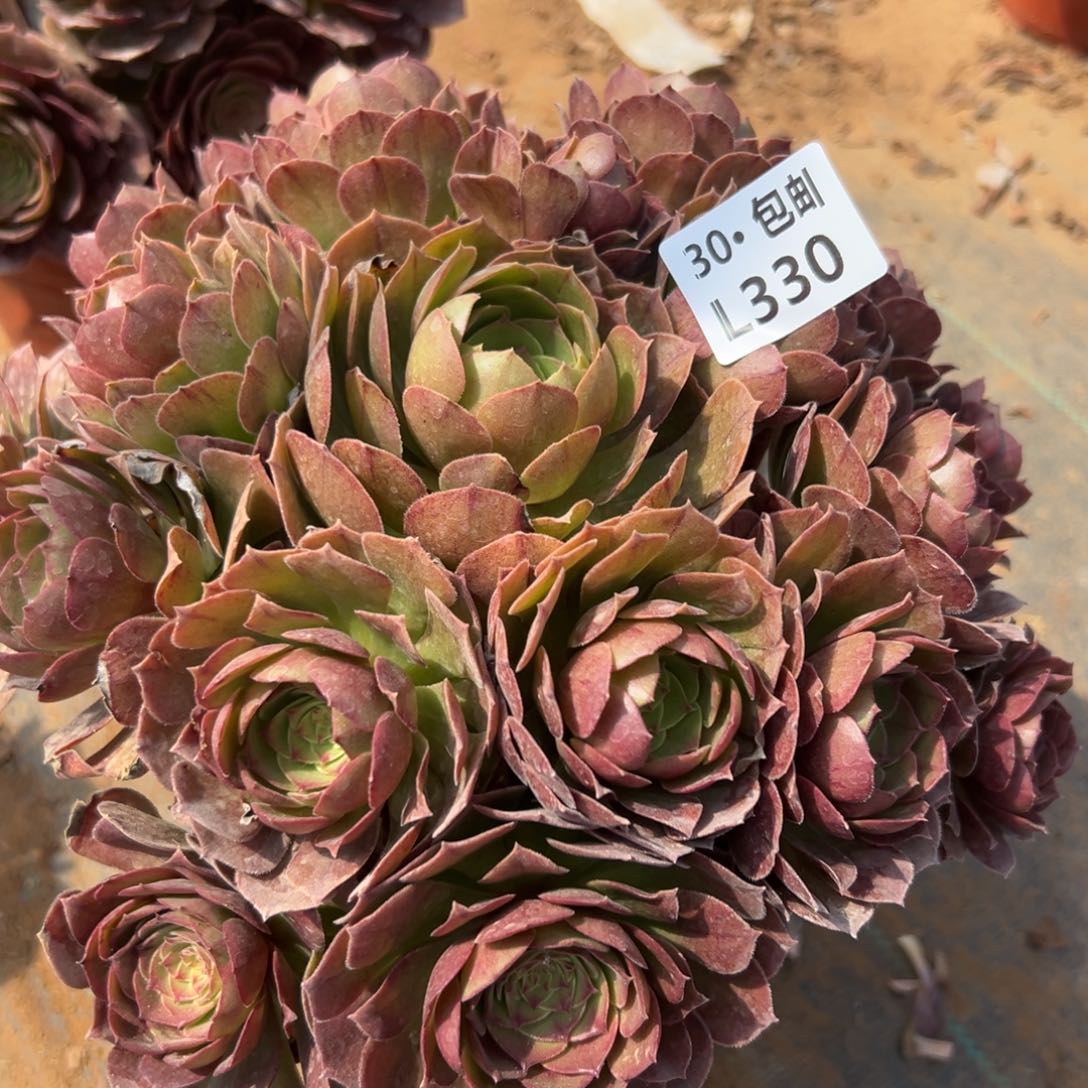 330沙拉碗，满20包邮