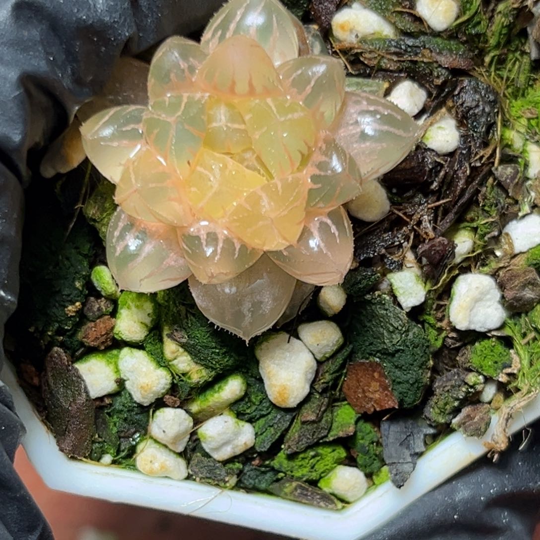 恭喜发财大吉大利845