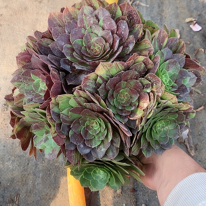 915花月夜多肉植物