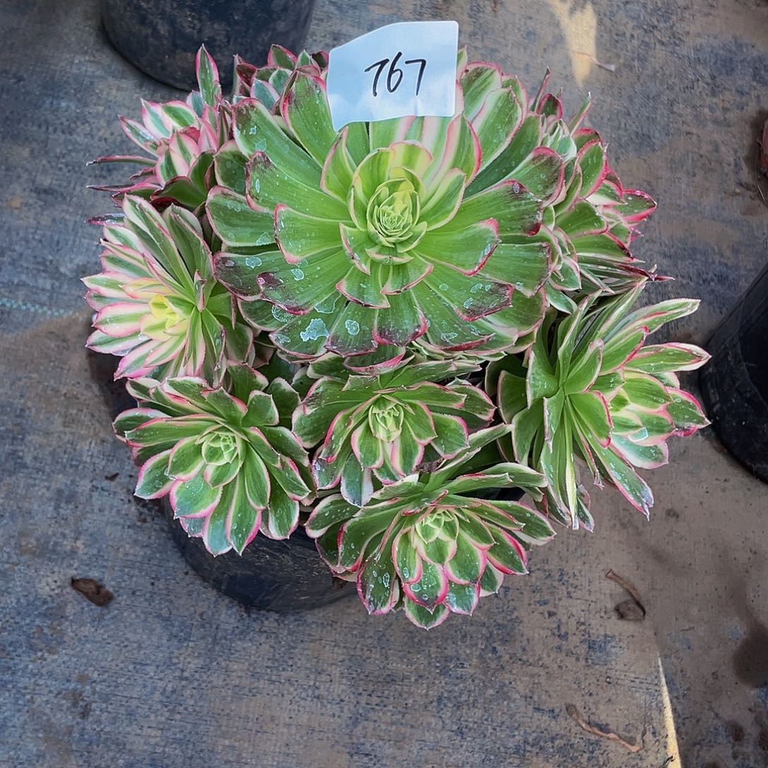 退***享多肉法师767好孔雀翎发货不包损