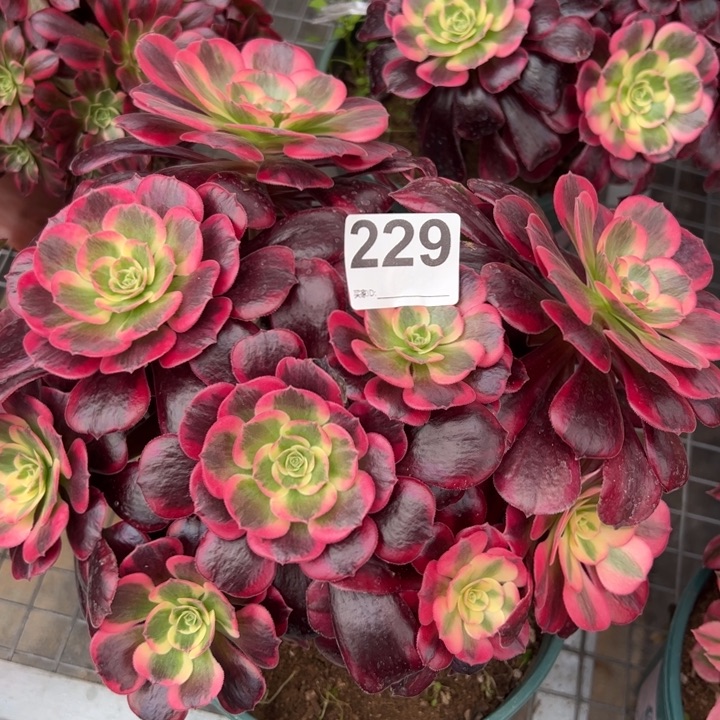 229凤冠25厘米左右