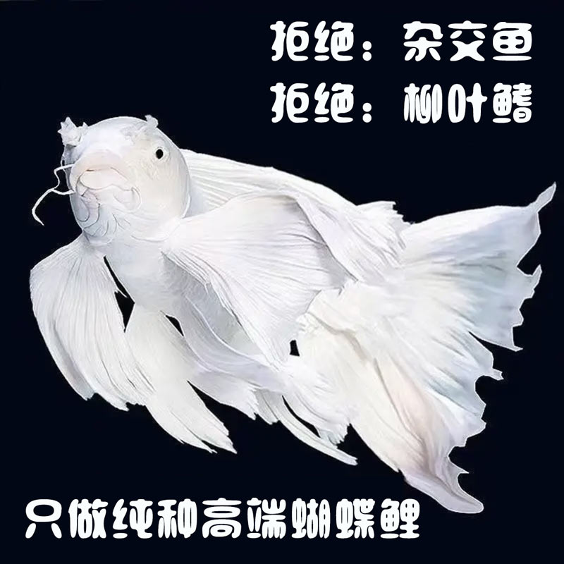 （普身10cm-12cm）纯种蝴蝶鲤石膏白大鳍大尾冷水观赏鱼养鱼活好养