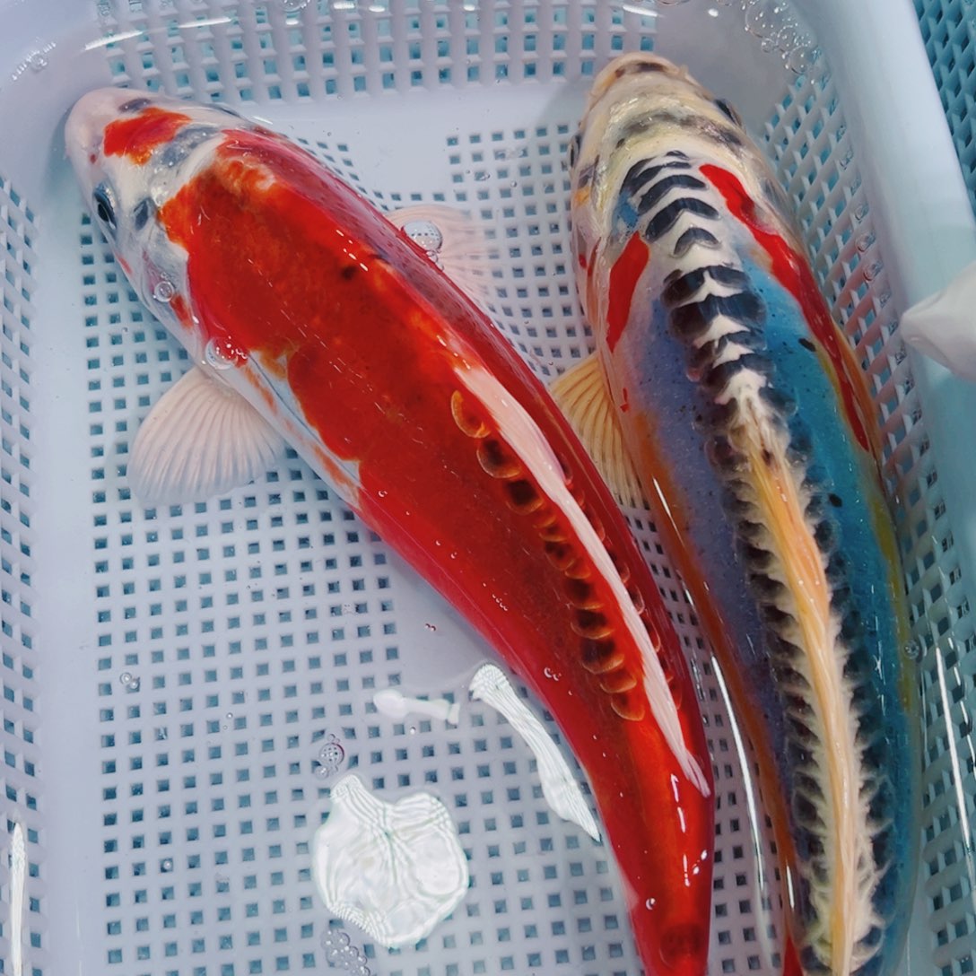 锦鲤锦鲤冷水鱼观赏150