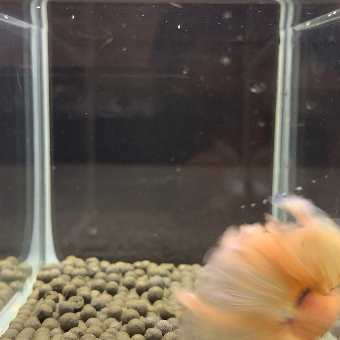 海水鱼七弟泰国斗鱼60