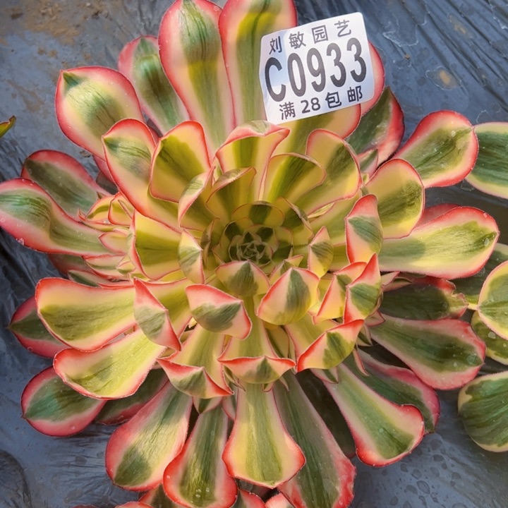 0933多肉植物法师法师