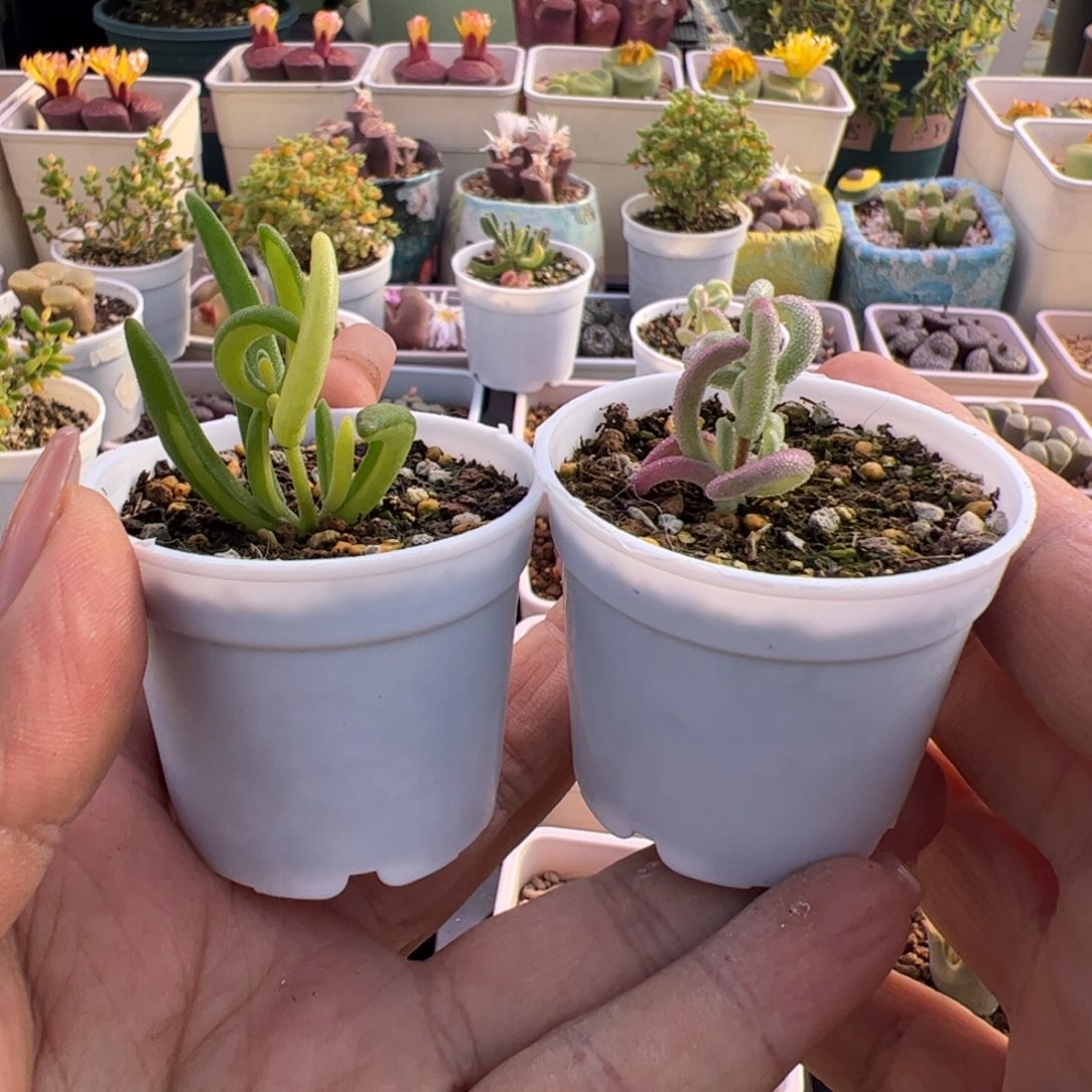 肉***盆多肉植物枝干超紫香蕉黄锦拉丝锦