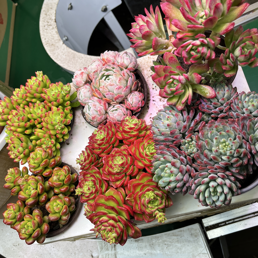 多肉植物套餐组合一箱六盆多肉盆栽