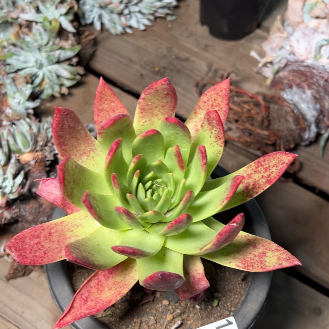 1439坎代哈哈哈哈哈哈哈哈哈