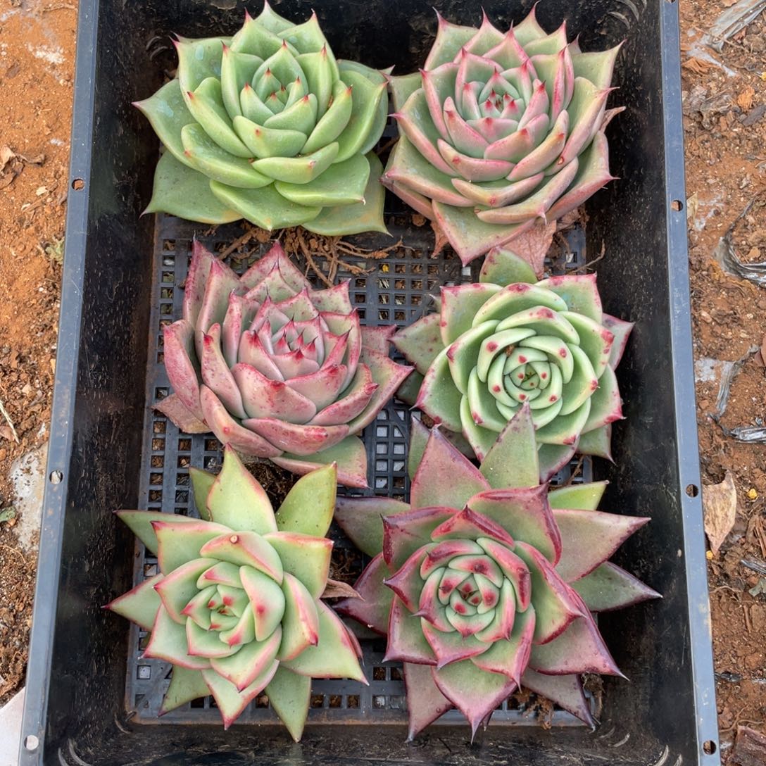 无花朵若如东云组拍E150