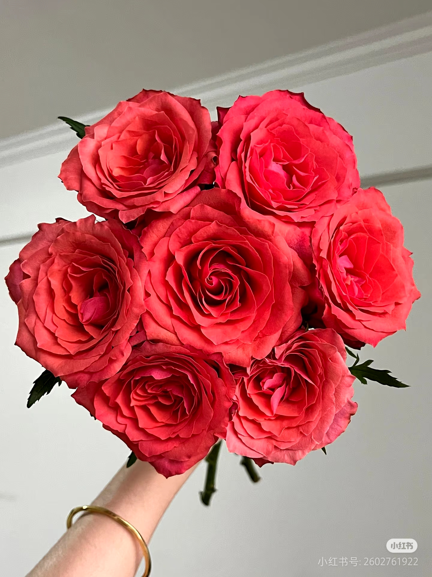 摇滚乐月季玫瑰花苗盆栽大花切花耐开抗病