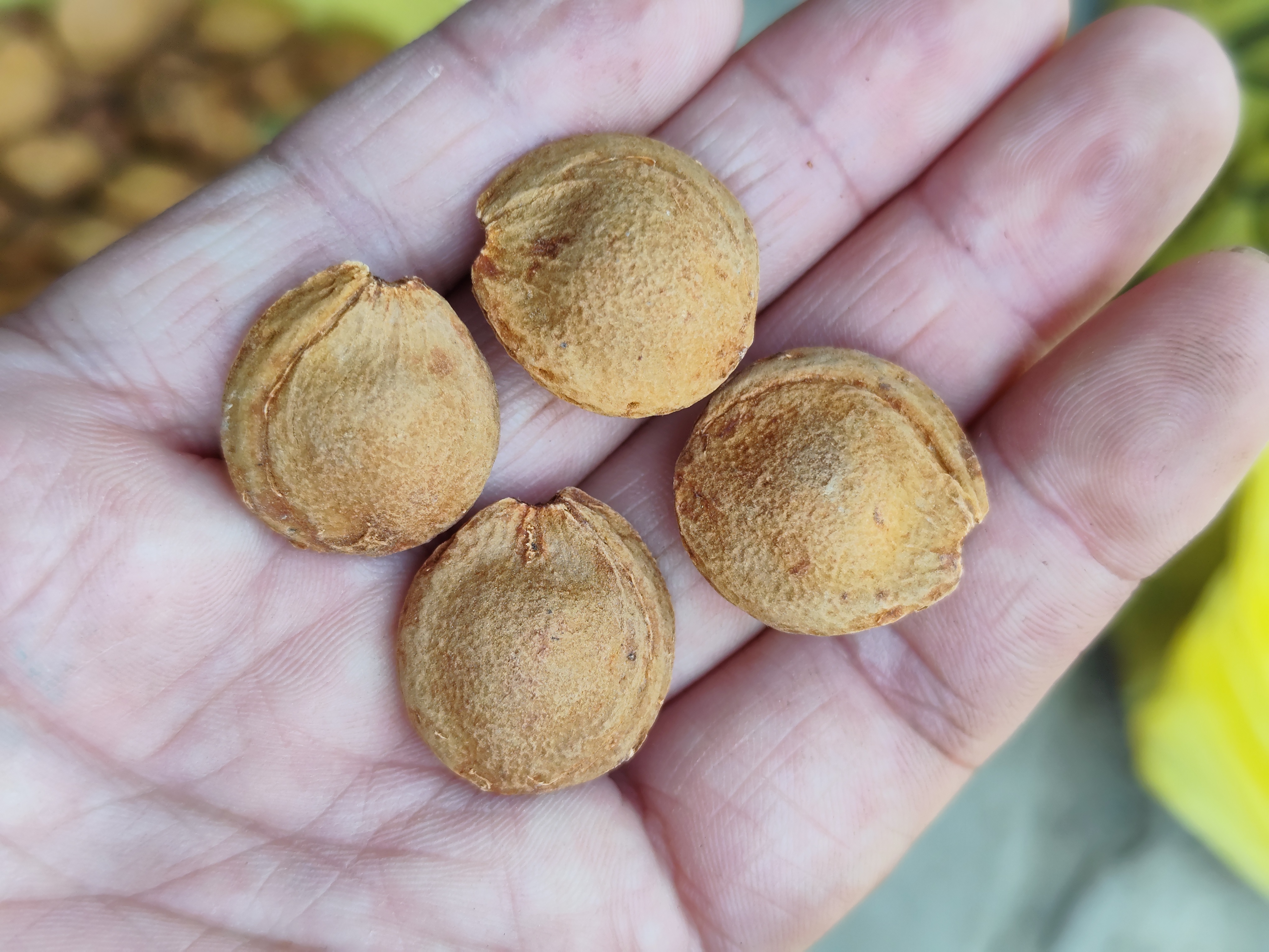 精品亮黄色扁圆野生杏核宽1.9-2.1，雕刻专用99元100颗