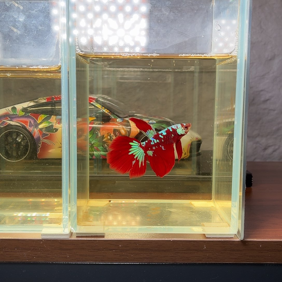 斗鱼彩金半月公鱼