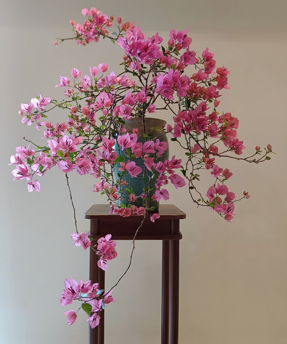 橙粉公主 （中杆袋苗）