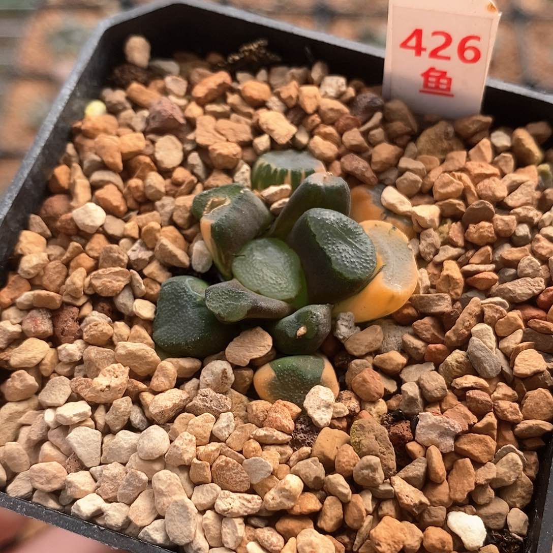 红陶426号空门锦一物一拍