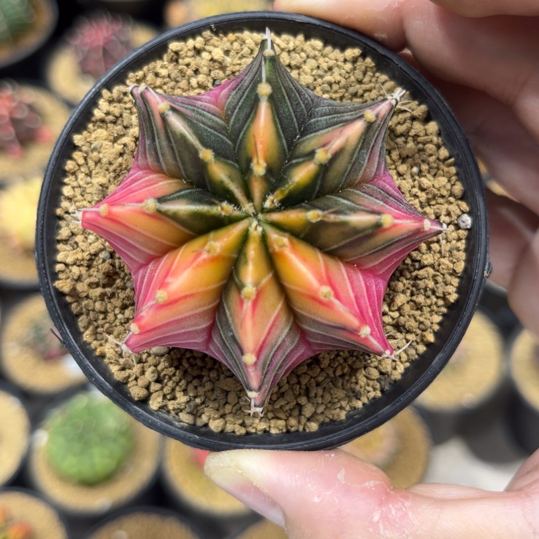 实生根泰系肋骨锦———