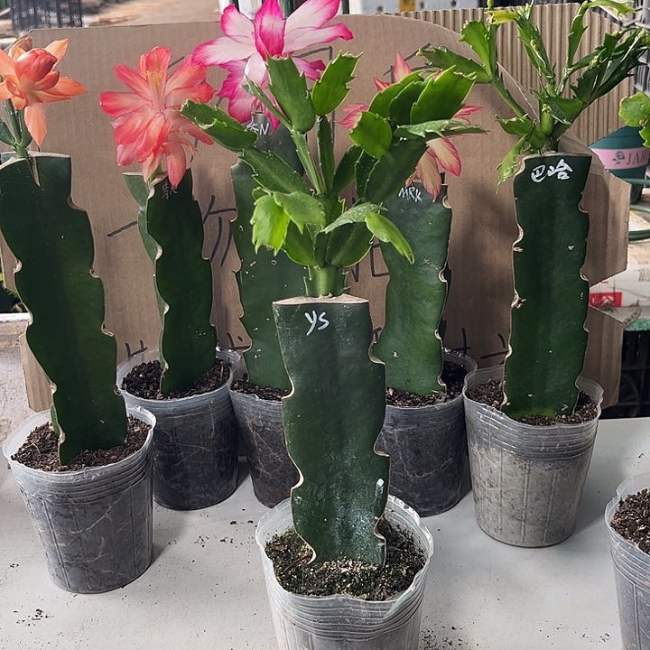 当前无花朵，栽培后可花朵雅思