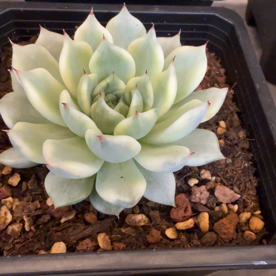 念妖奴 安吉园艺锦锦