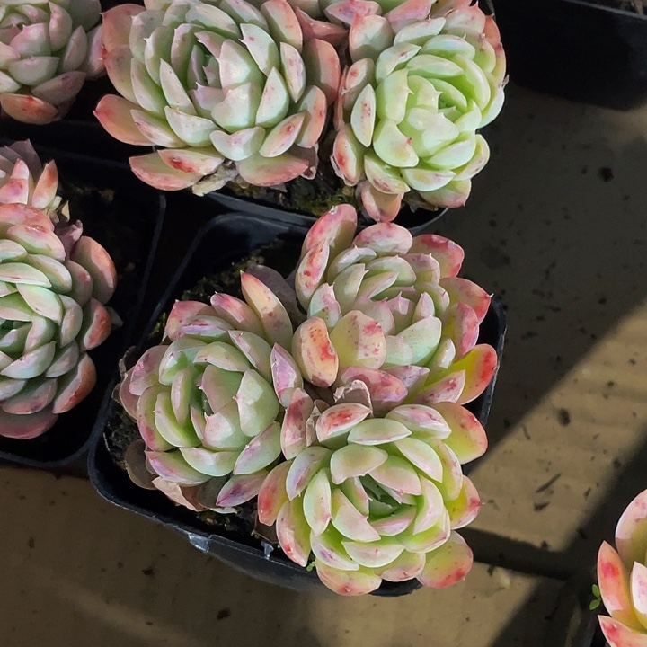 7方大草莓冰群带盆