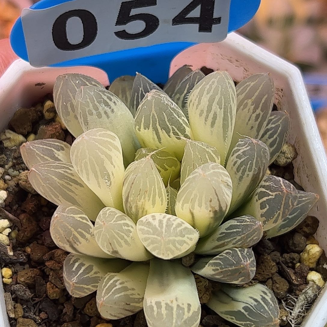 糊斑胭脂锦十二卷多肉植物