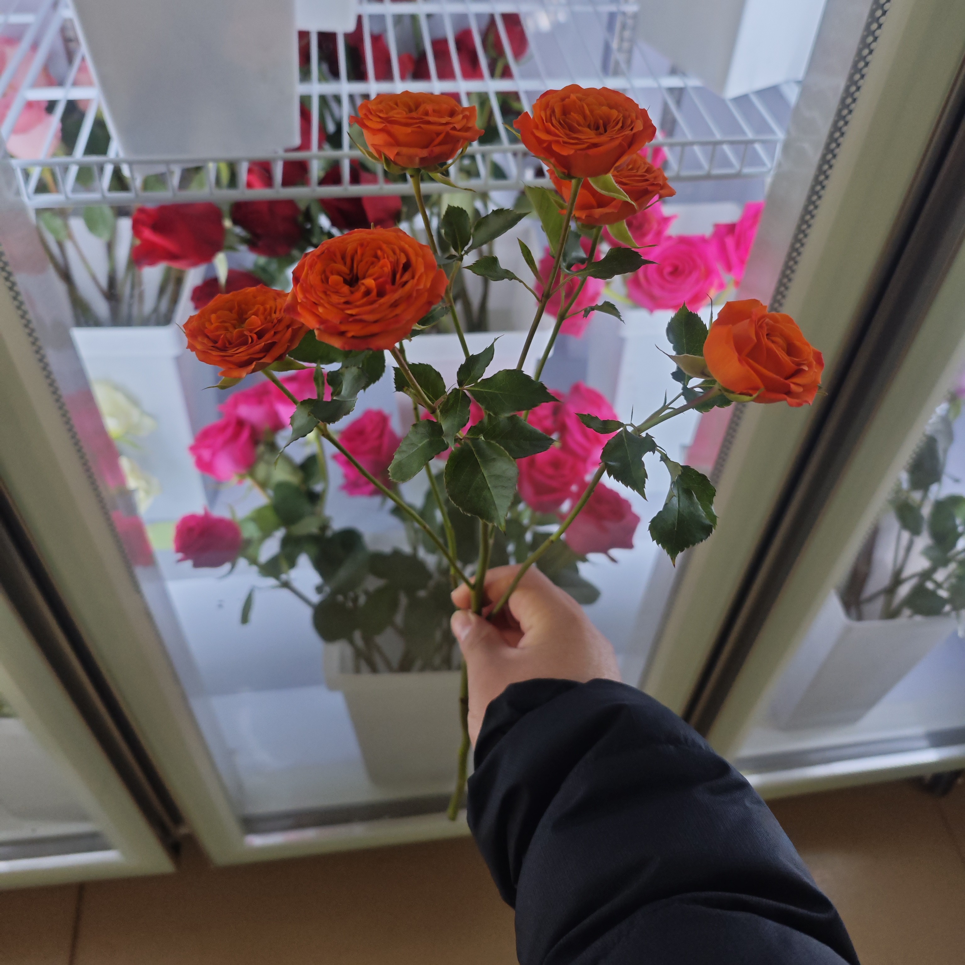 多头玫瑰橙芭比