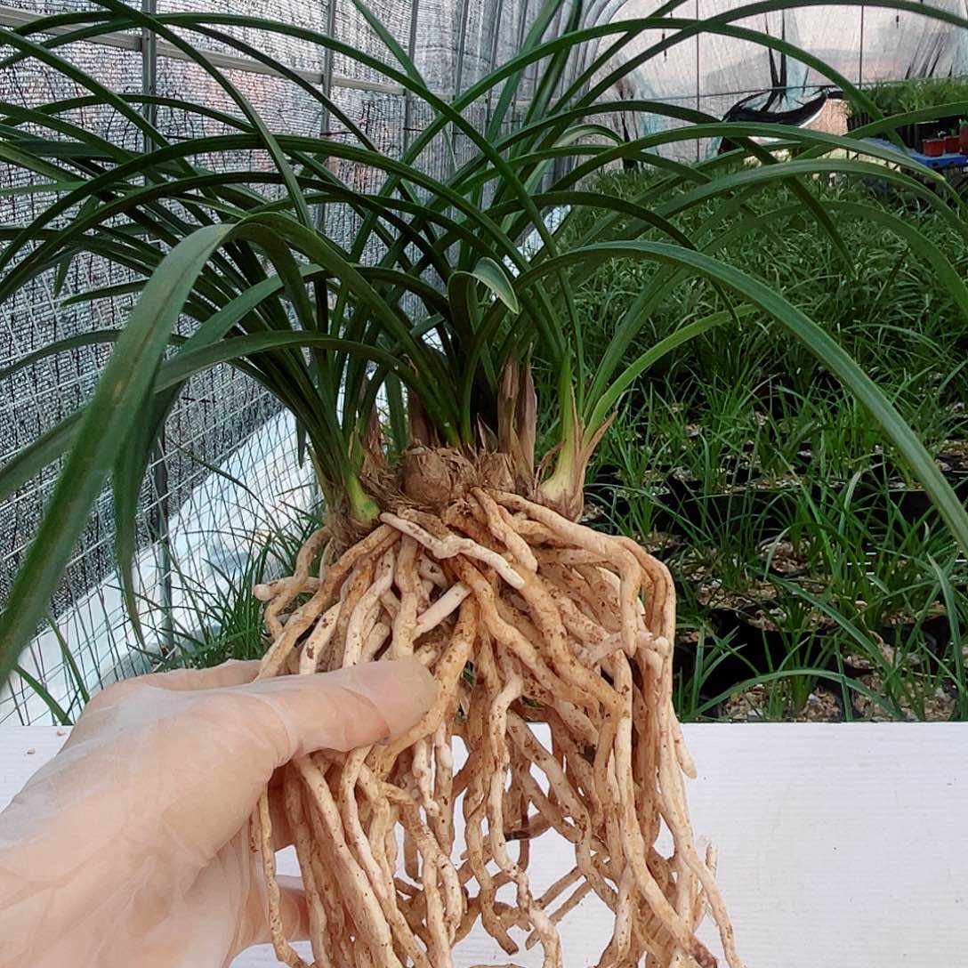 祁***圣完全开放兰花兰花