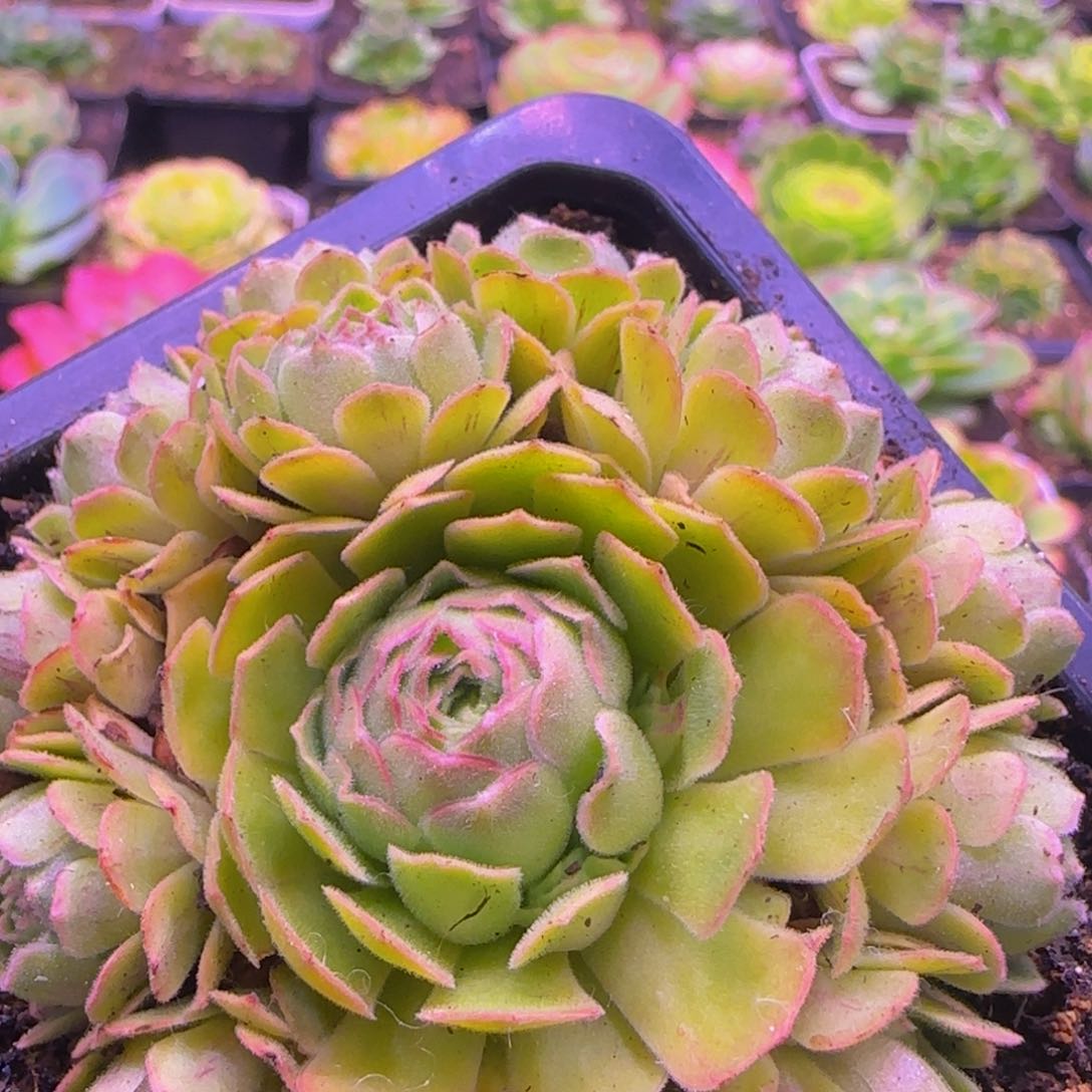 伊人捧花1313538676424386533