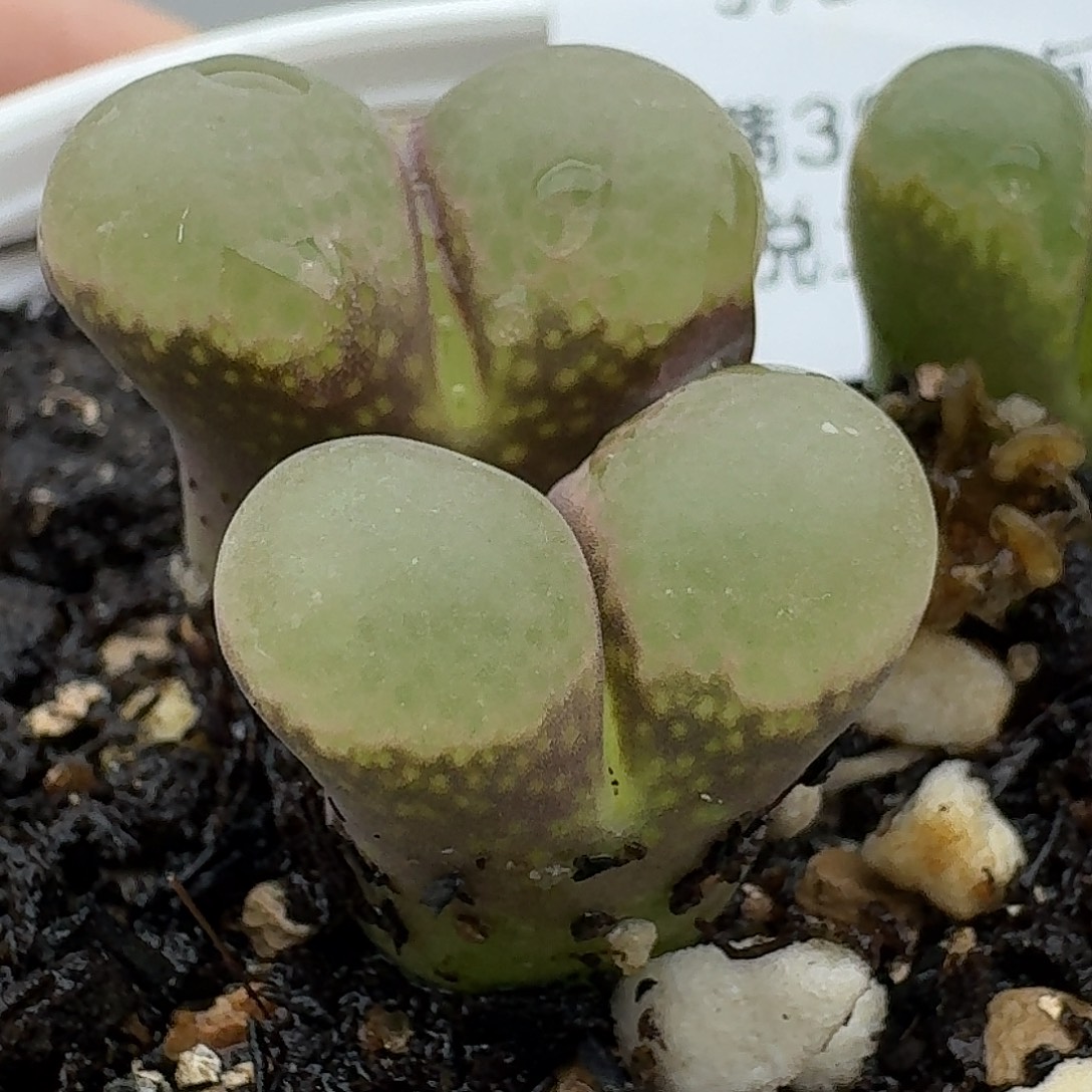 75多肉双头哈哈哈哈哈哈哈哈