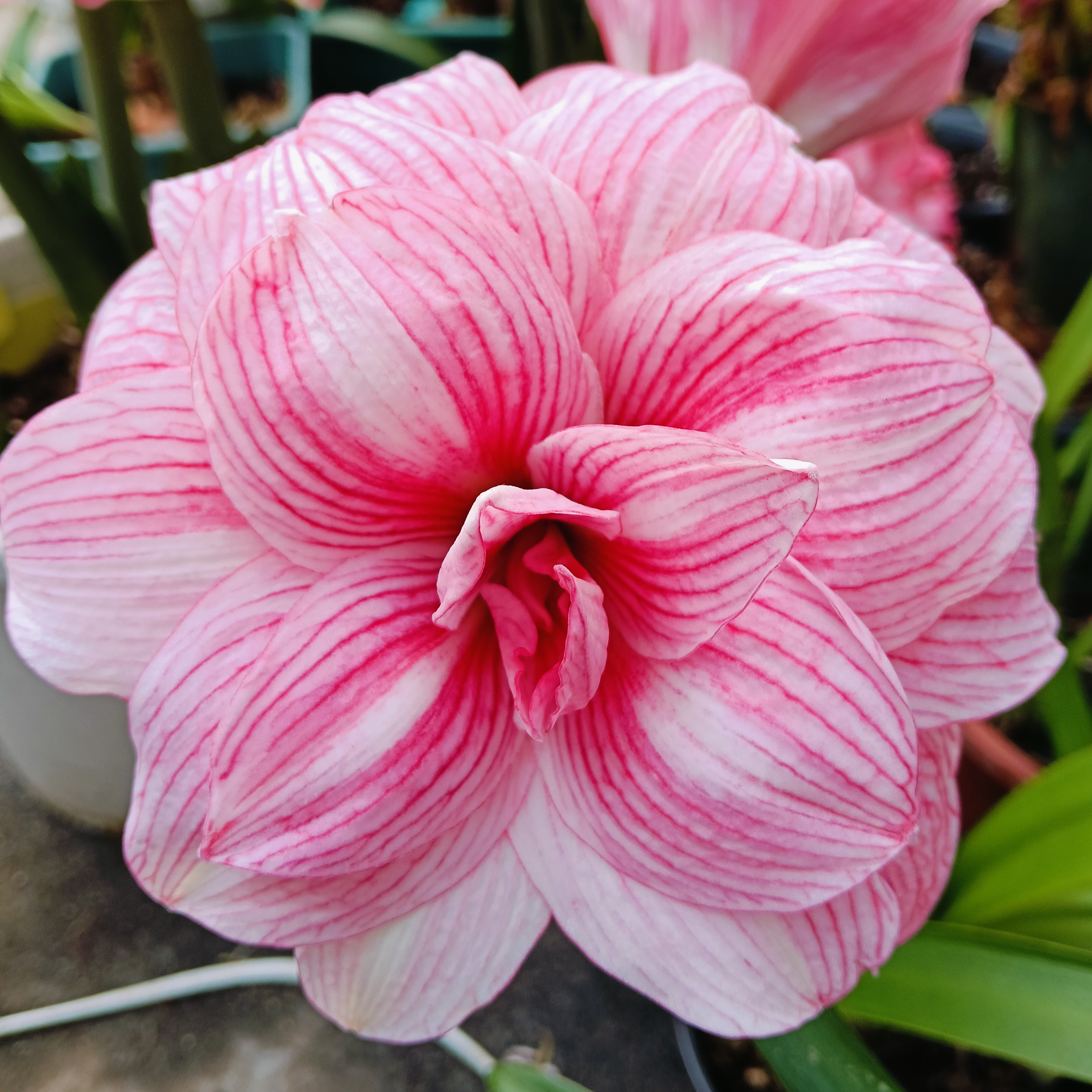 孤宝仙子大球，中球，小球