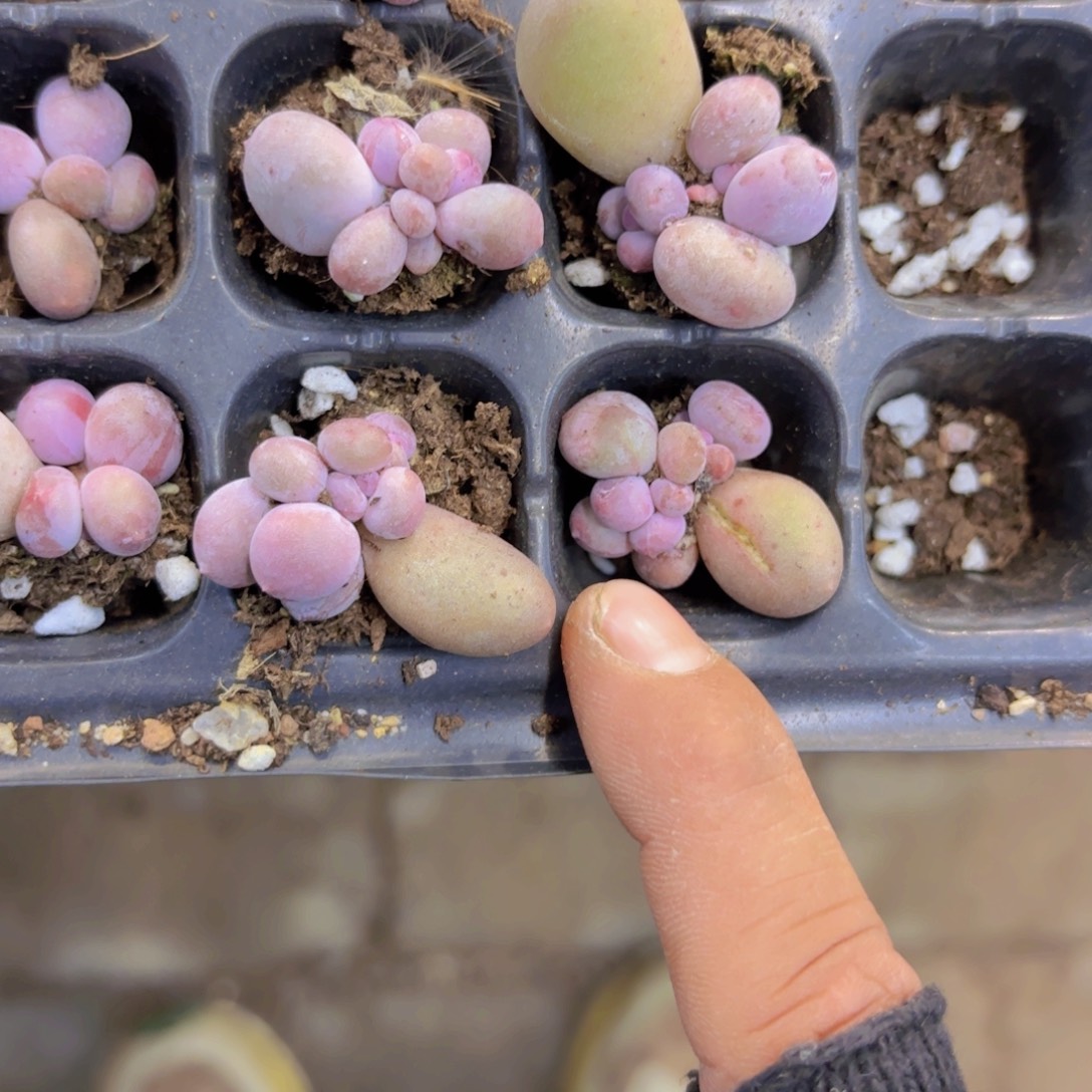 双头Mike一颗量拍