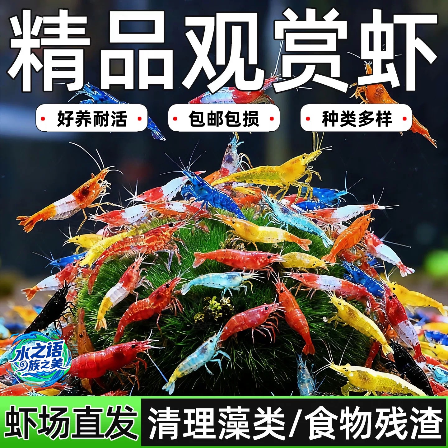 除藻淡水清洁宠物观赏虾草缸造景极火虾蓝宝石德系金背彩色黑壳虾