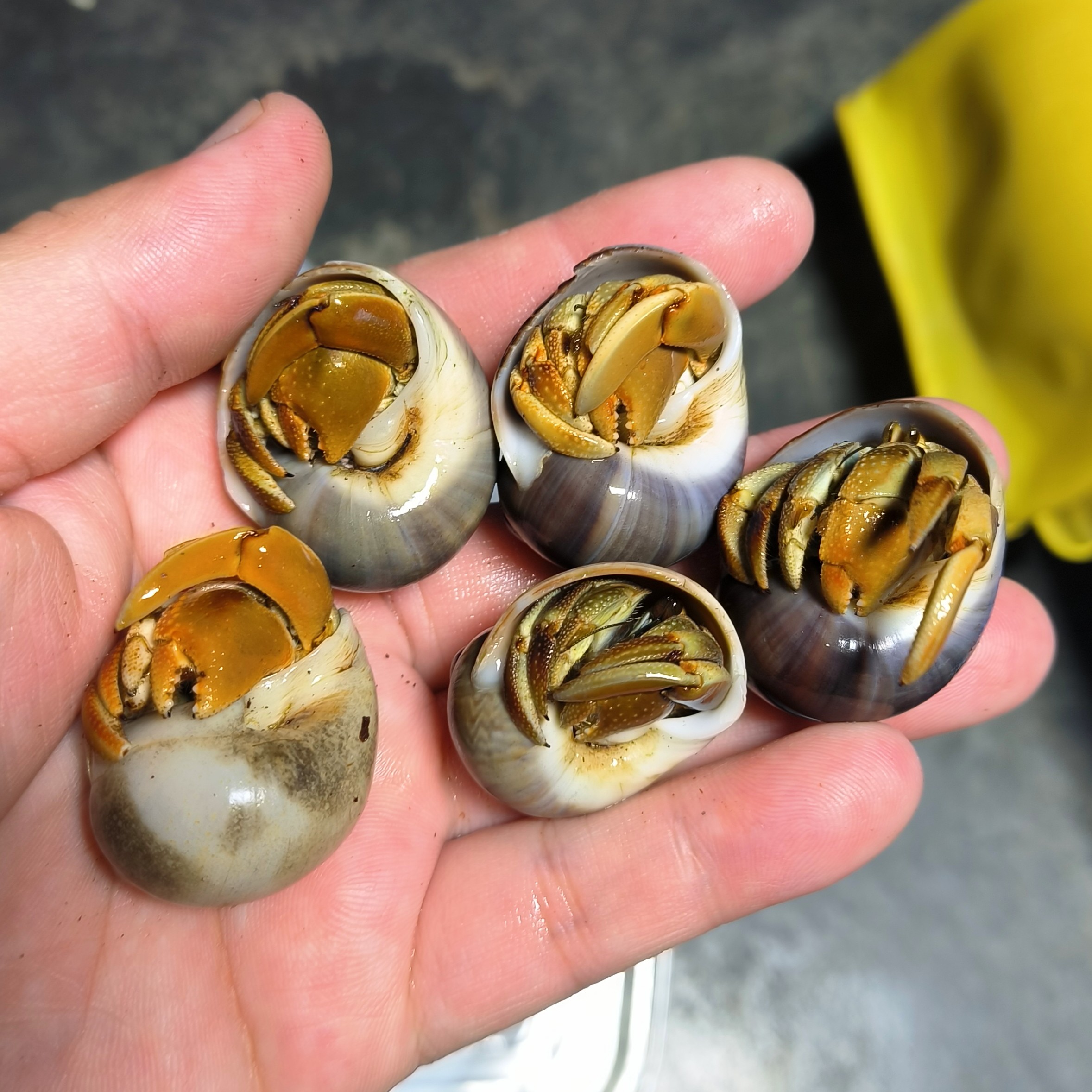 厄瓜多尔寄居蟹 性格活泼好动小型陆蟹成体仅5厘米左右厄瓜寄居蟹