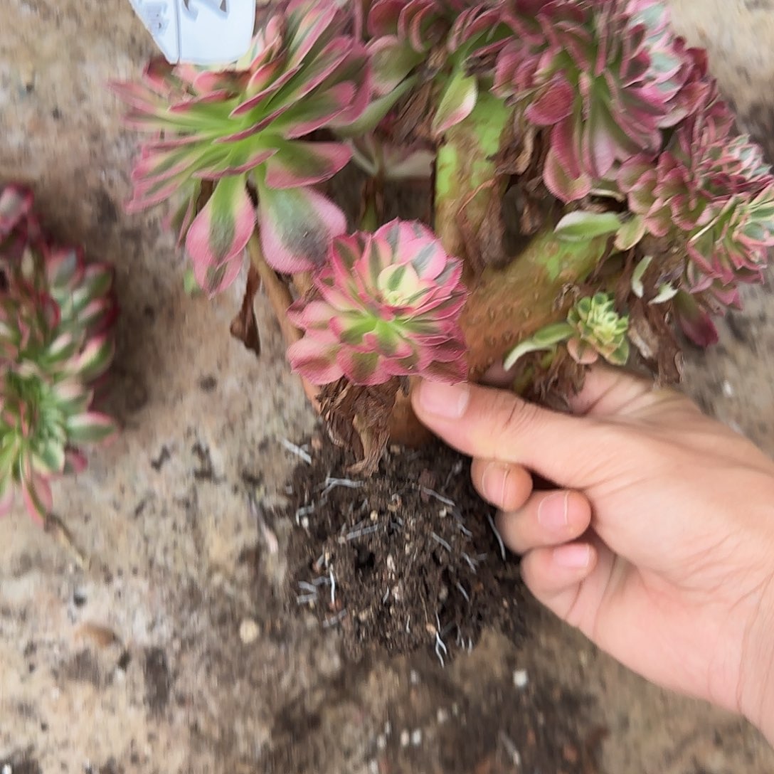 233多肉  荔枝缀法师