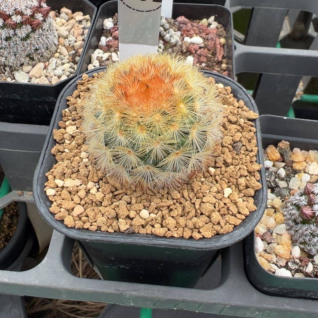 橙***成501实生根嘉文丸多肉植物带盆土