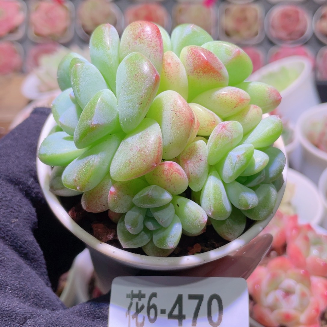 花利美6-470冰玉群