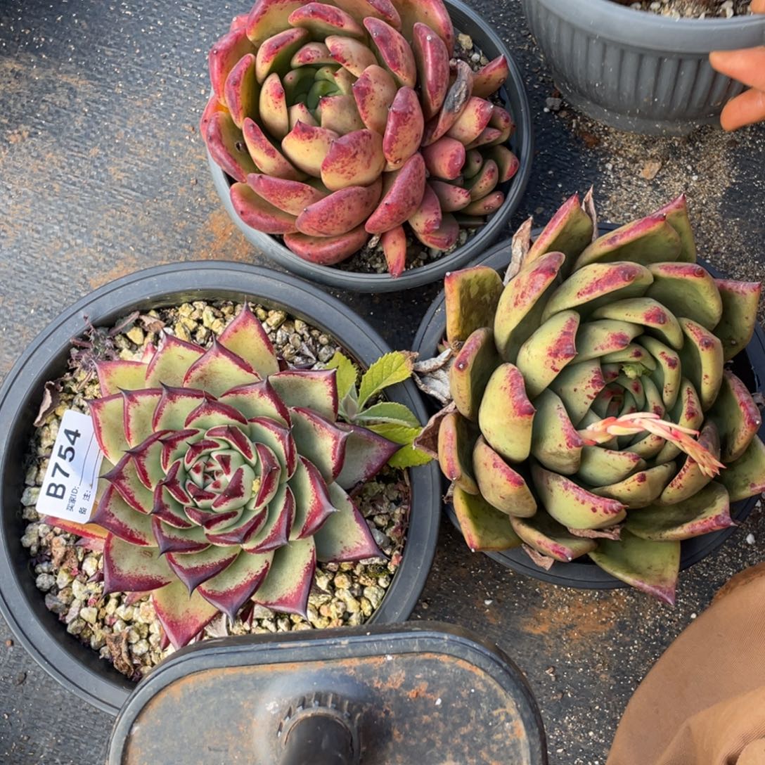 无花朵若如东云组拍B754