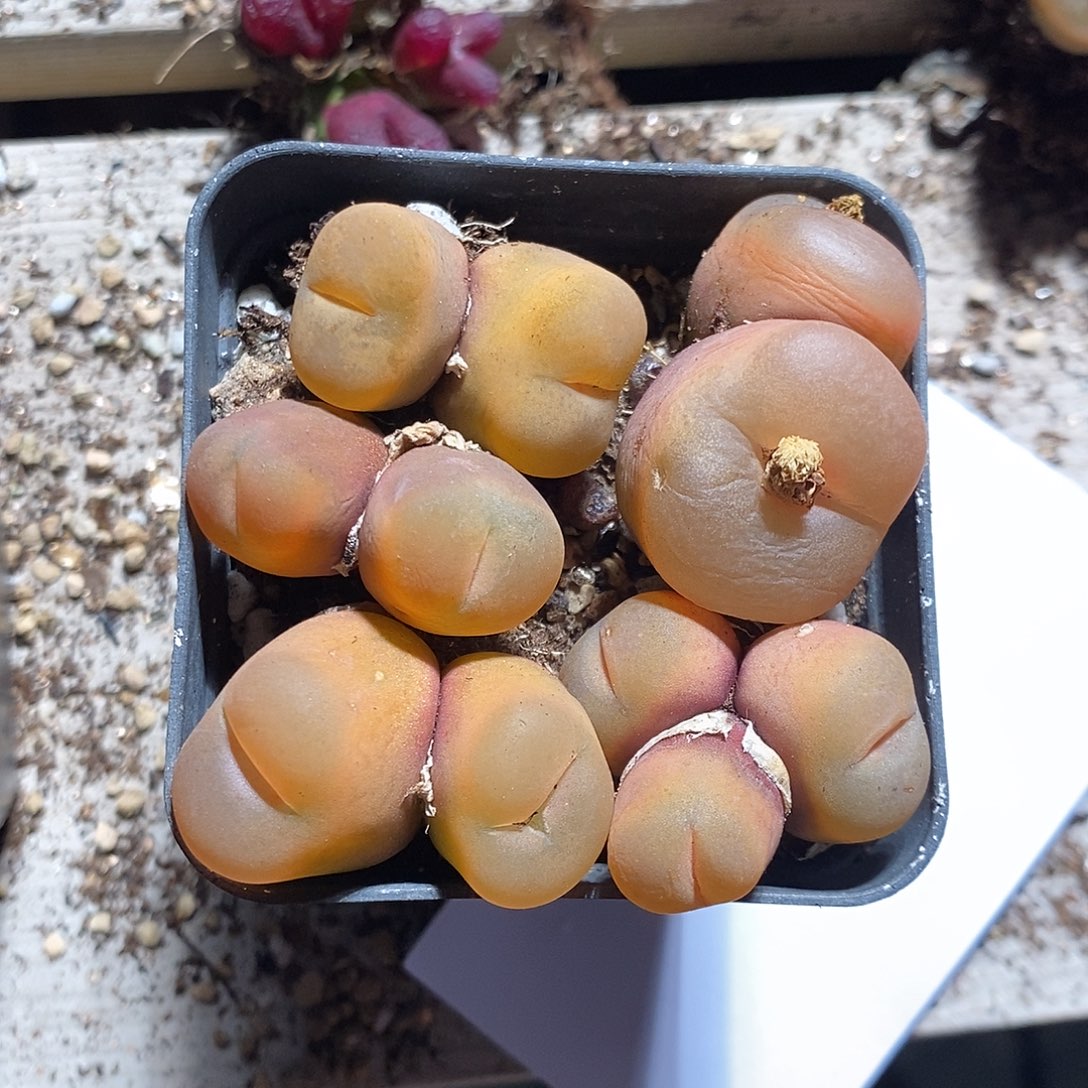 1393。  一组。 一组。      